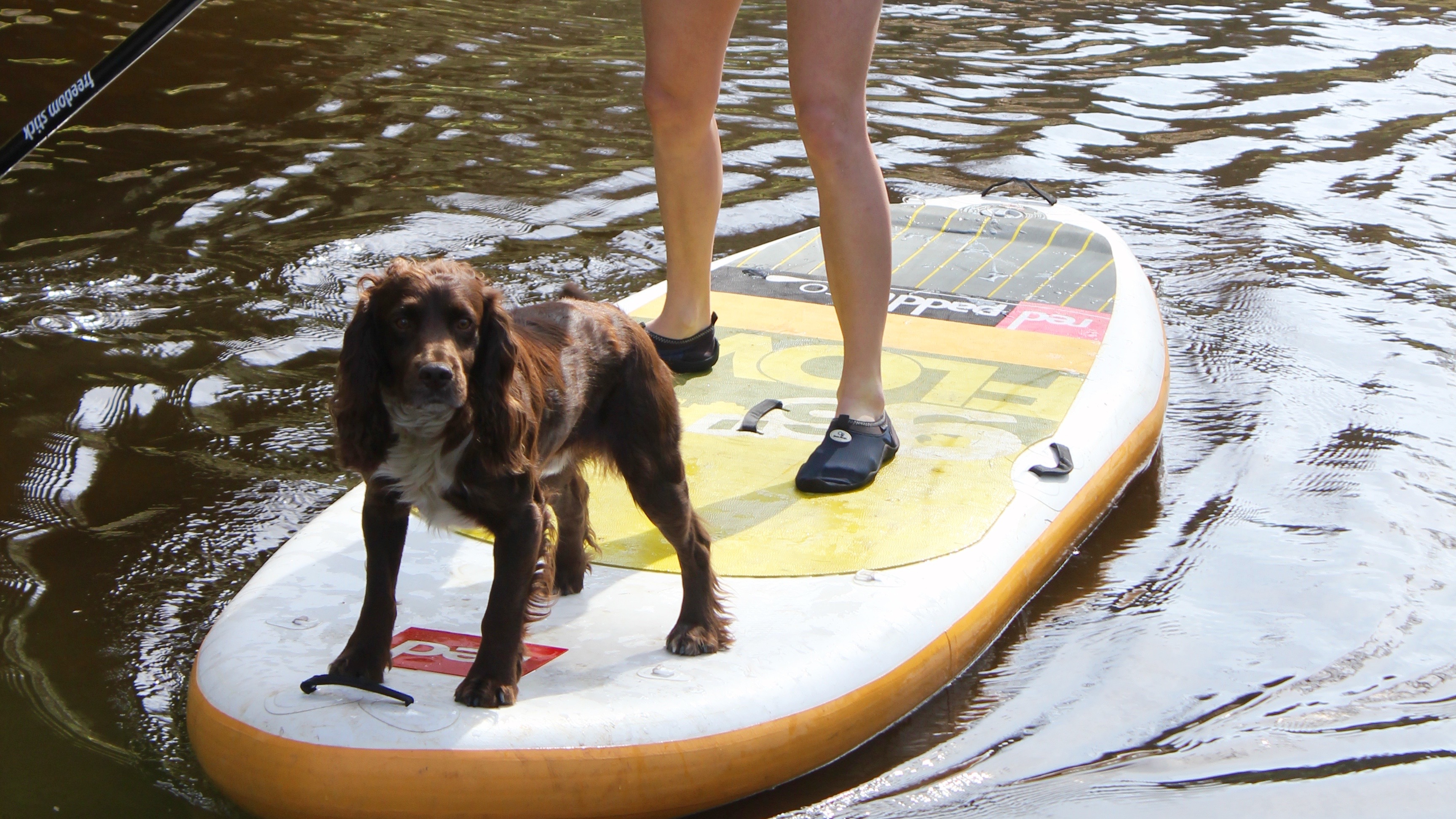 Doggy Stand Up Paddle Boarding